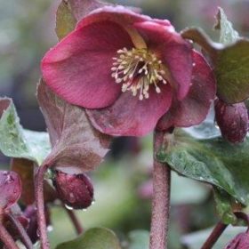 Anna's Red Hellebore